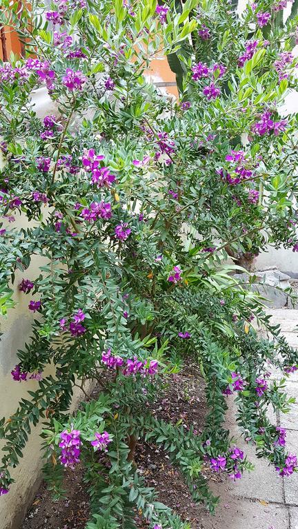 Bed and Breakfast Il Giardino Del Nespolo Alghero Zewnętrze zdjęcie